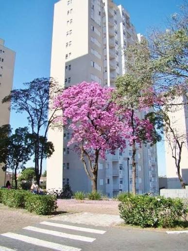 imagem-miniatura